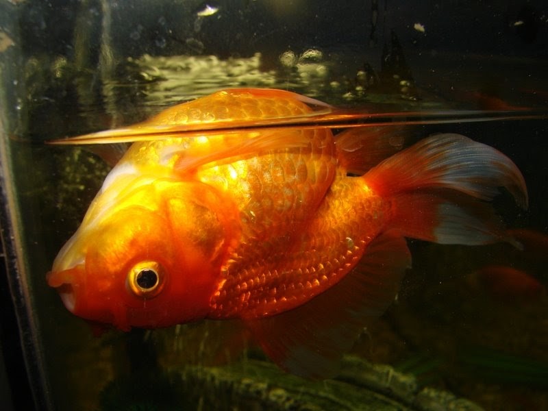болезни аквариумных рыб золотых. бактериальные болезни аквариумных рыб. заболевания аквариумных рыбок. заболевания аквариумных рыбок. лечение рыбок в аквариуме.