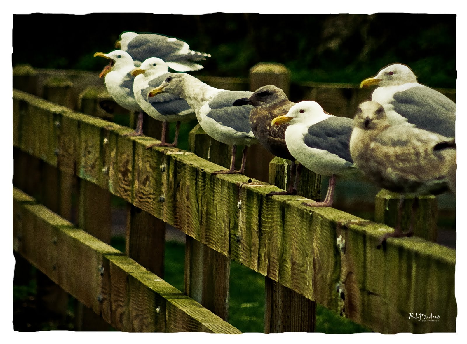 [watercolor+gulls.jpg]