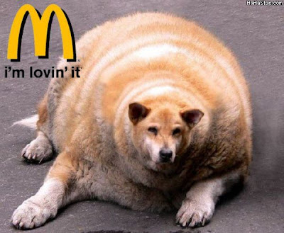 Fat_Dog_Lovin_It.jpg