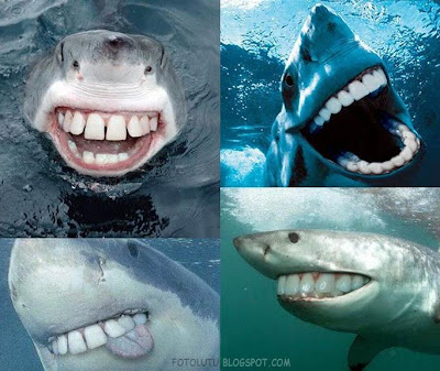 gambar hewan - foto ikan hiu