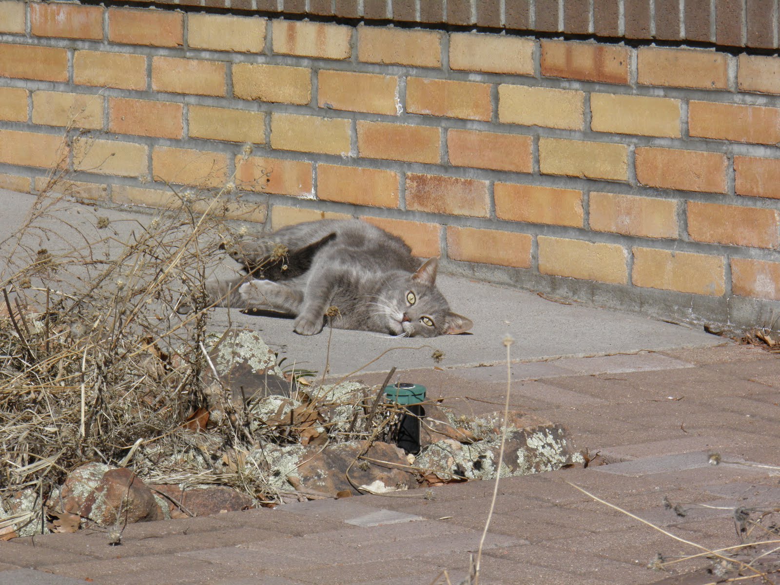 walking flagstaff was walking down the street and this cat stopped me