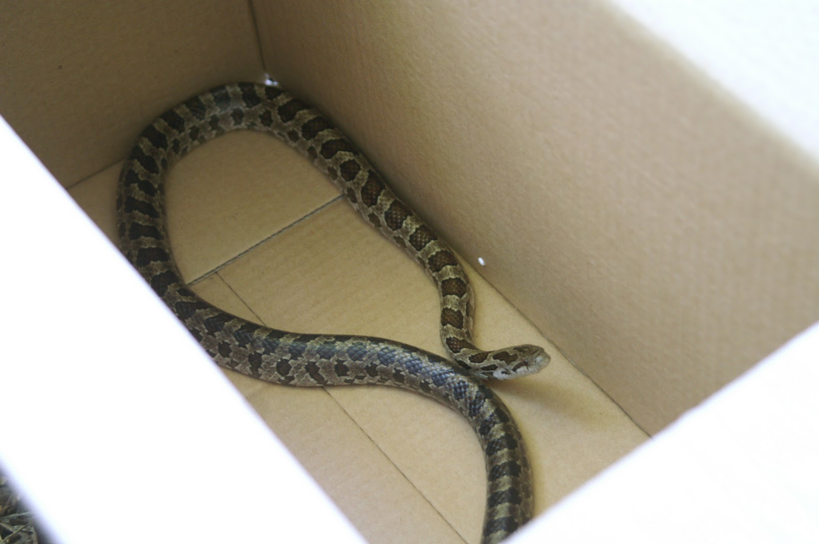 The Little House in the NotSoBig Woods November 2010