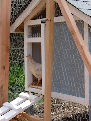 coop door chicken run simple front metamorphosis peeking chicks