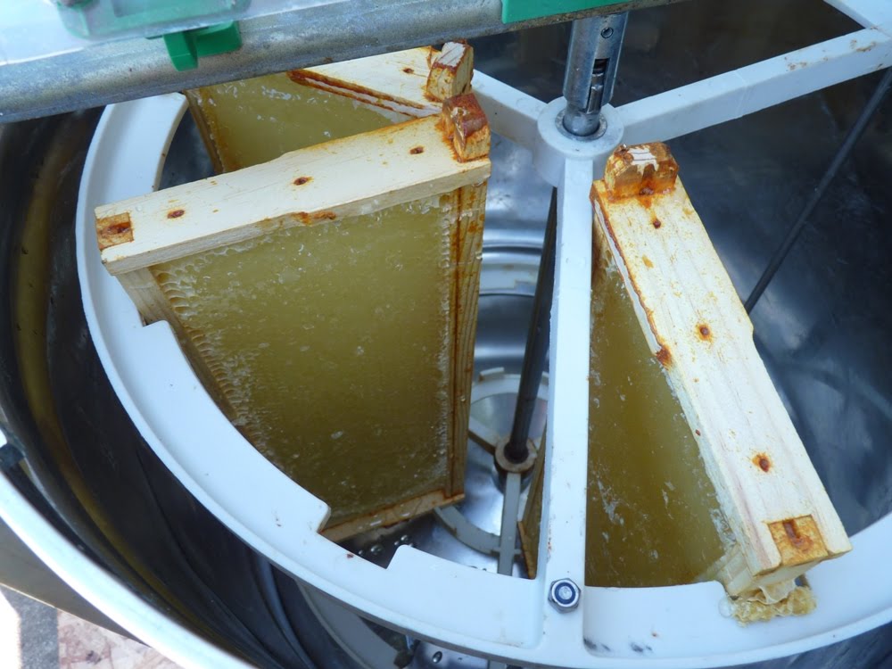 A Simple Metamorphosis Honey Harvest!