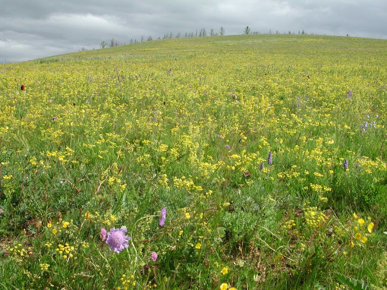 Top pics from Mongolia trip Summer 2006