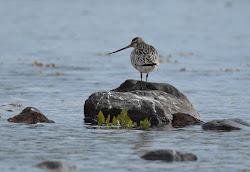 godwit tailed fly bar distance birds record flight bird without nonstop kilometers lanka sri distances far stopping
