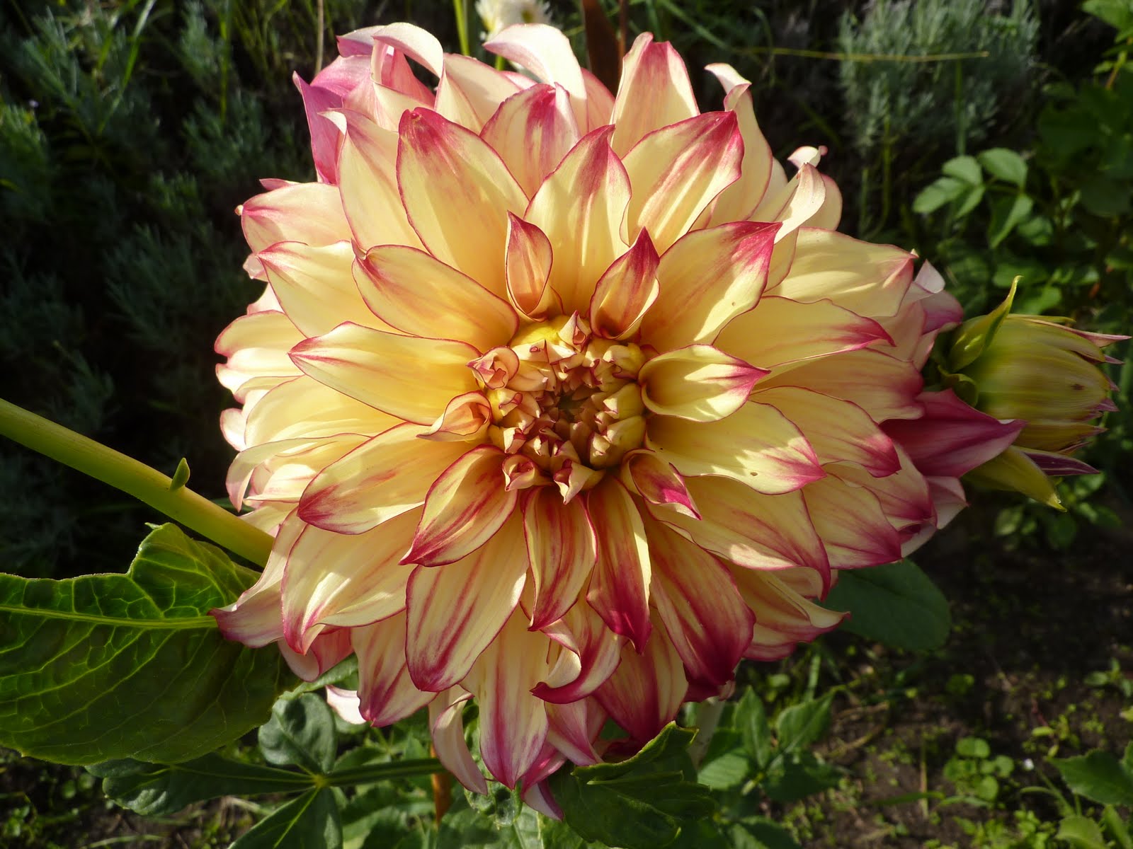 Waldorf Kennels Ridgefield, Washington Garden Gift Shop