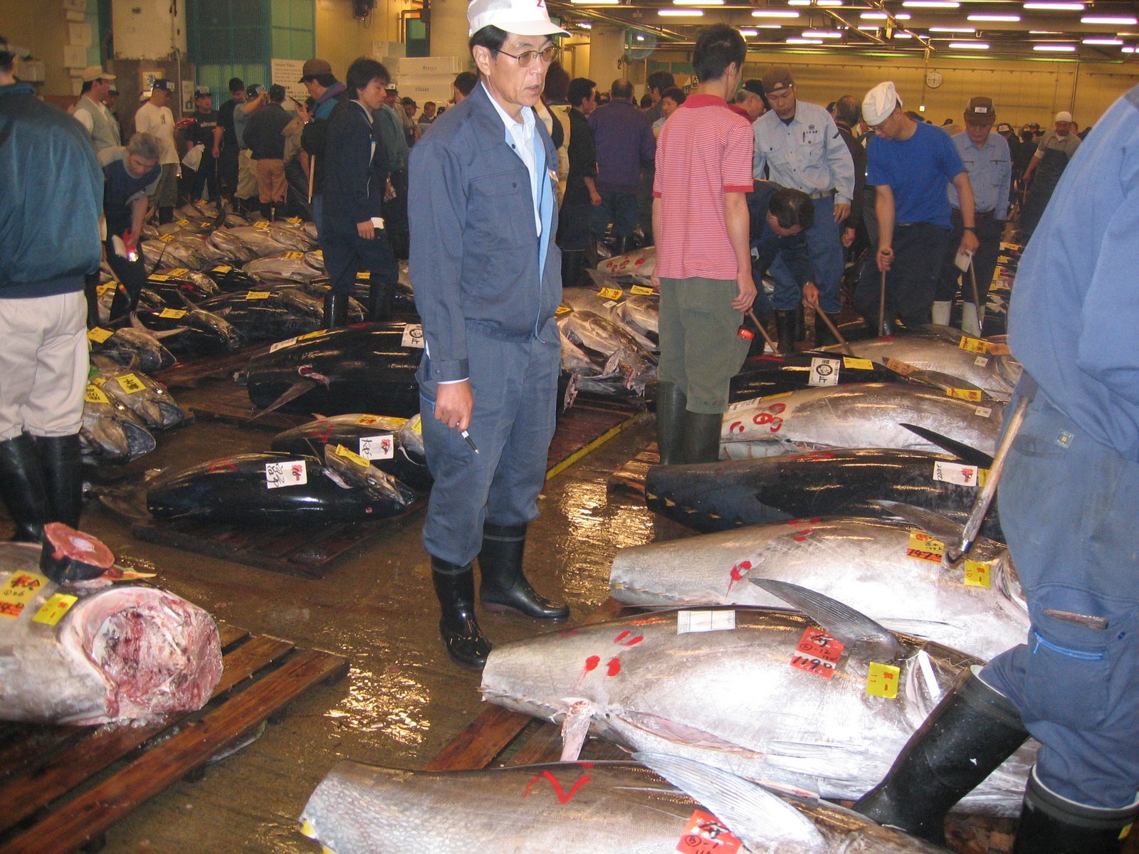 [Tuna+Auction.jpg]