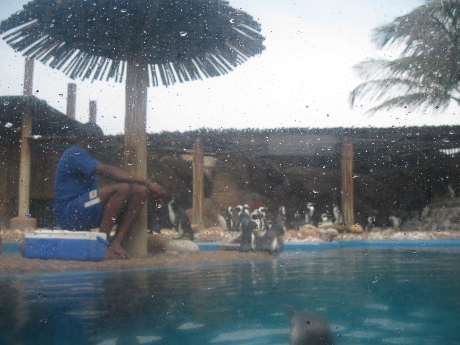 Around The World: DO POLAR BEARS EAT PENGUINS?