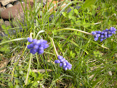 Grape hyacinths are blooming