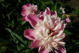 Favorite peony in my garden two shades of pink