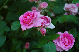 Frontenac old rose in bloom; been here forever