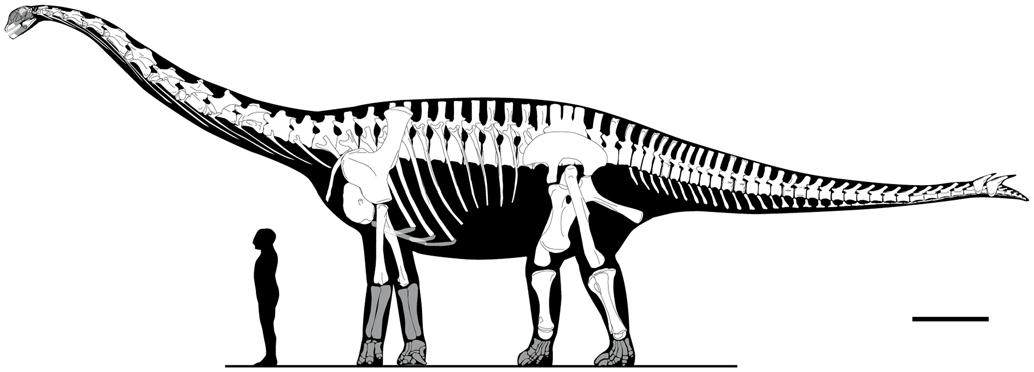 [Stegosauropod.jpg]