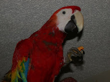 My Scarlet Macaw