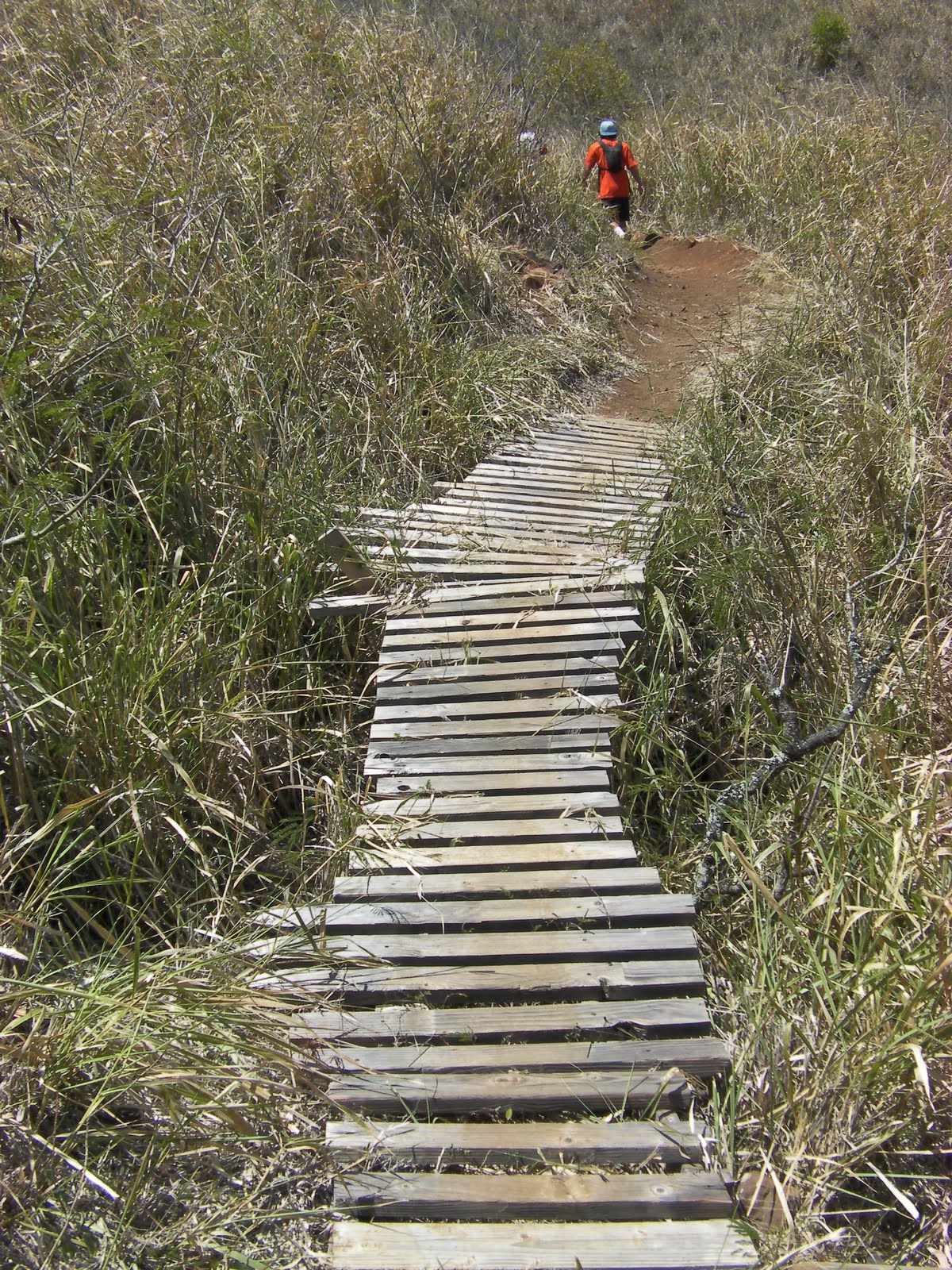 Blue, Green, and Everything in Between Hiking the Kalaheo Hillside