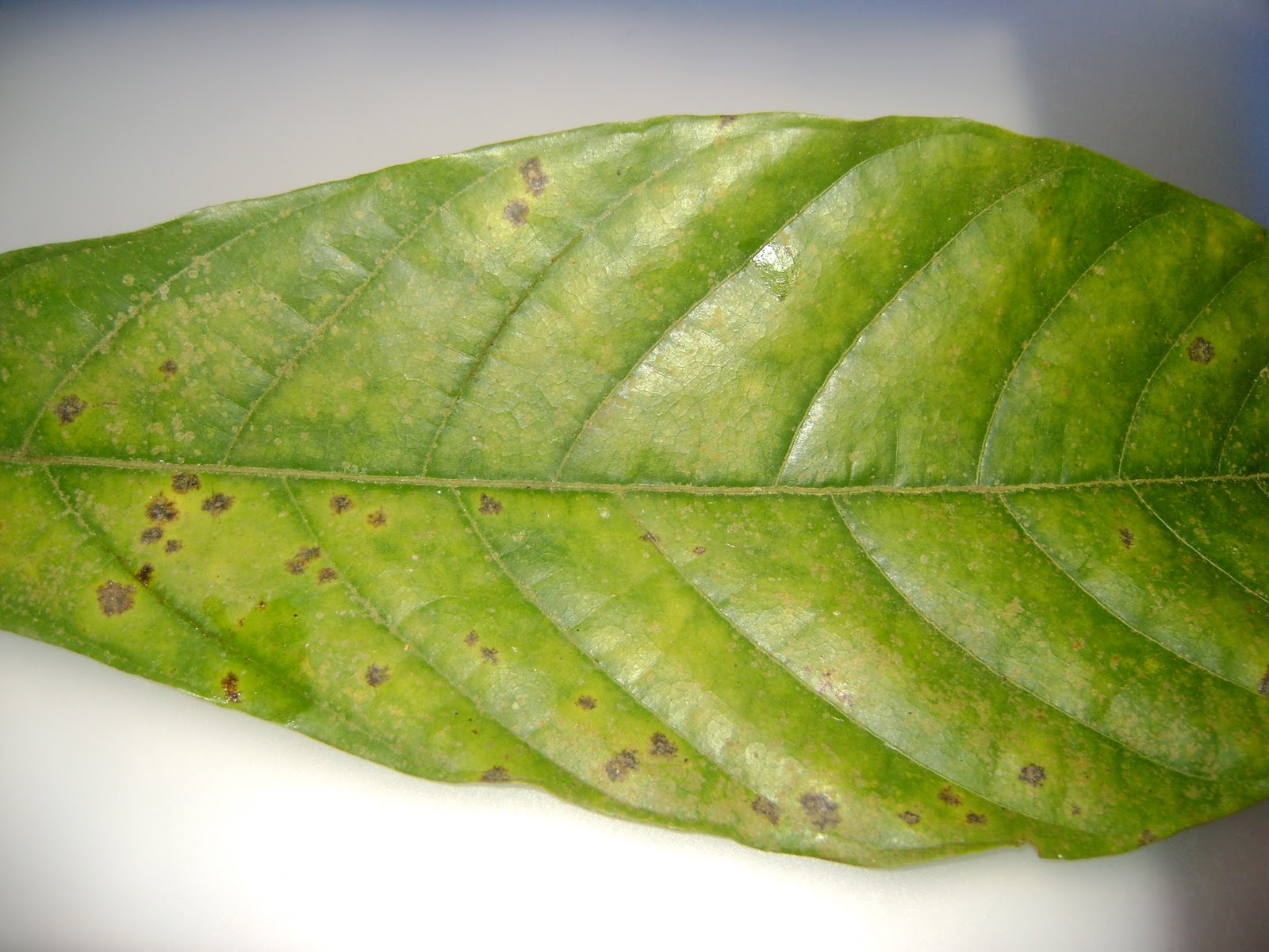 Bu Kek Kang Sinkang Goresan Di Sehelai Daun