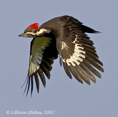 STOKES BIRDING BLOG: Pileated Woodpecker Scaling