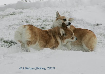 [corgischase2©LillianStokes.jpg]