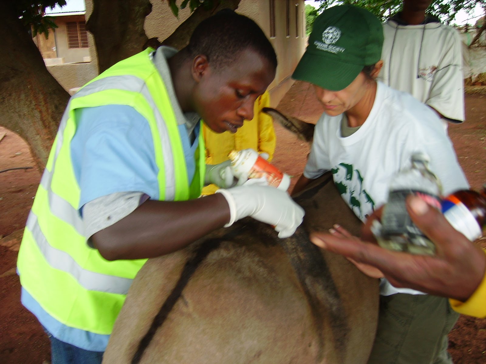 TAPO Tanzania Animals Protection Organization Donkey Treatments at