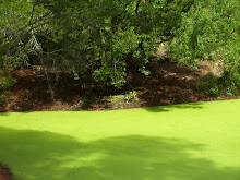 The Green Pond
