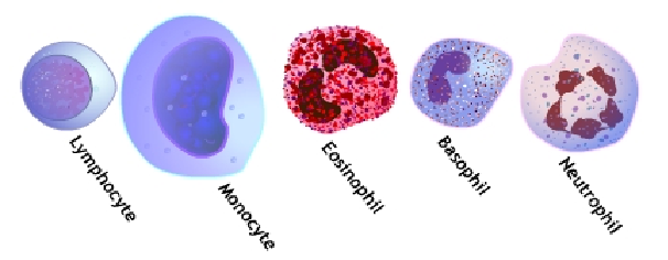 blood-cells-white-blood-cell-count