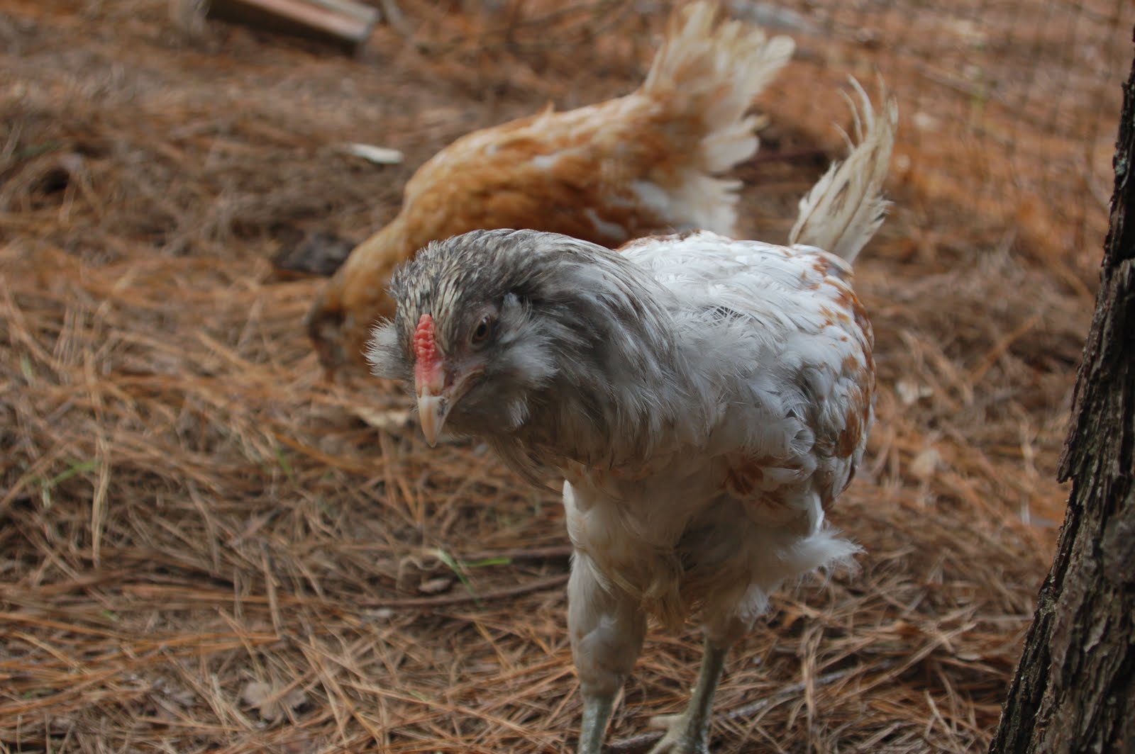 Becky's Barnyard New Pullets
