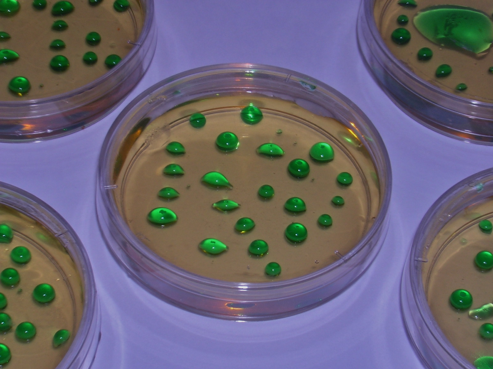 Gelology Edible Petri dishes