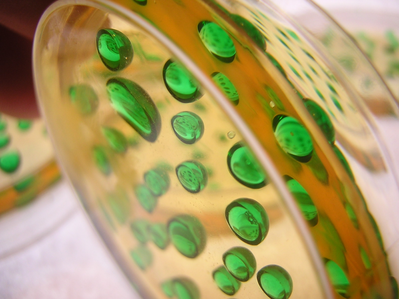 Gelology Edible Petri dishes