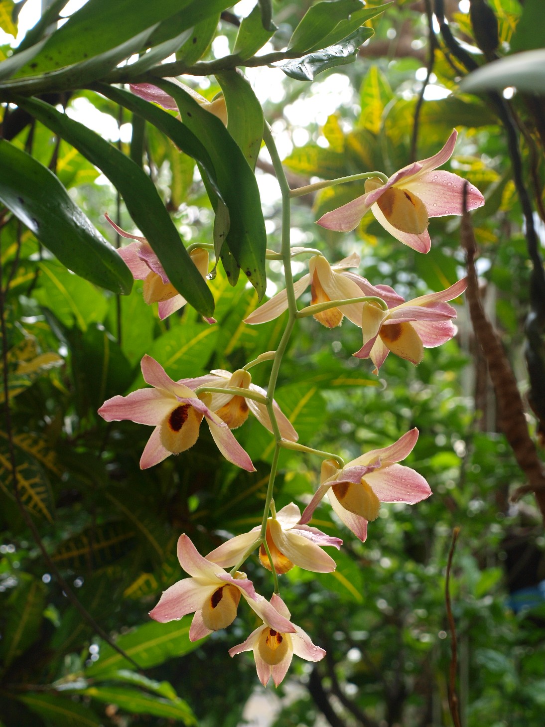 david's orchid species Dendrobium moschatum Sw. 1805