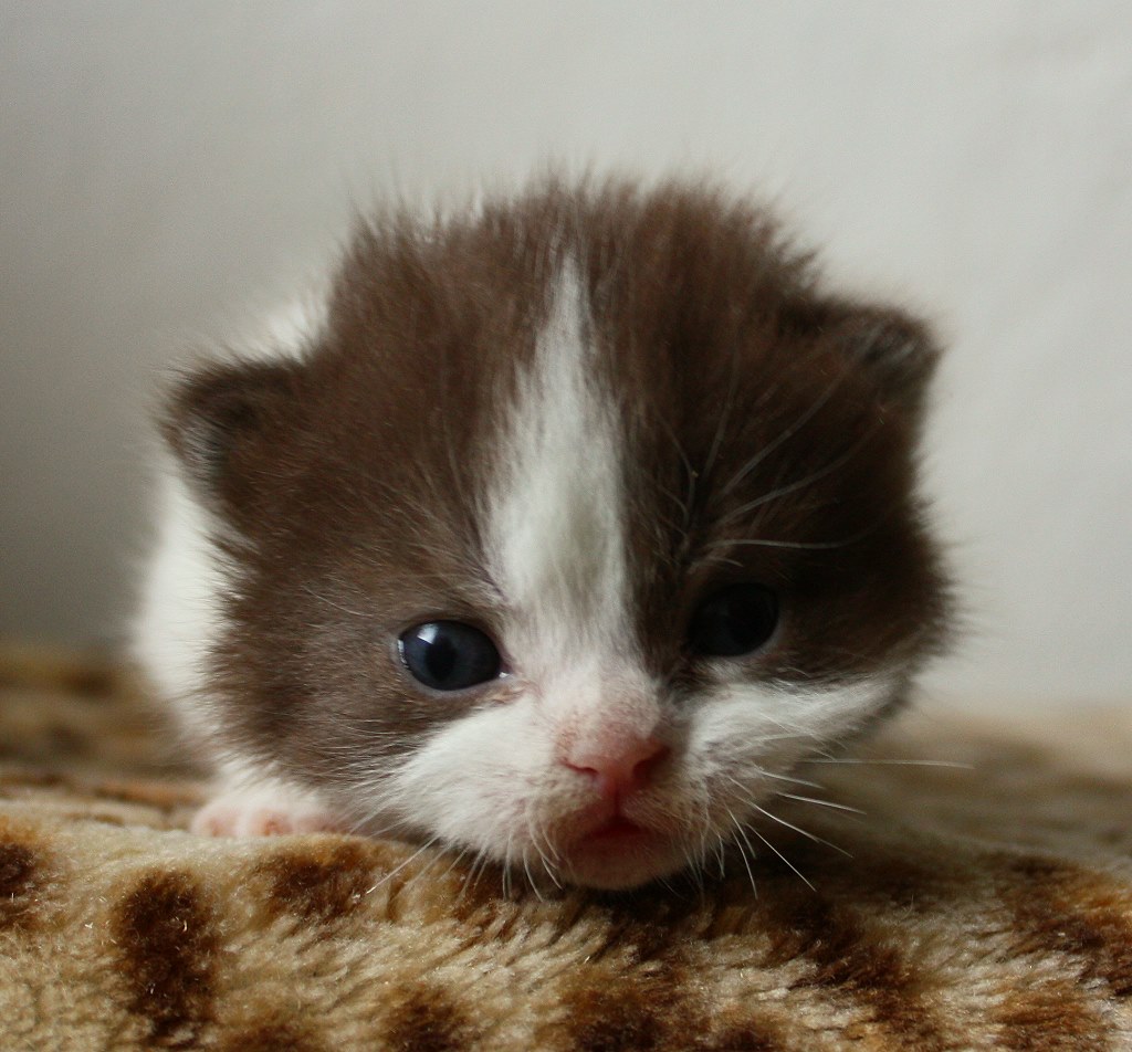 Britisch Kurzhaar (BKH) Kitten und Britisch Langhaar Katzenbabys