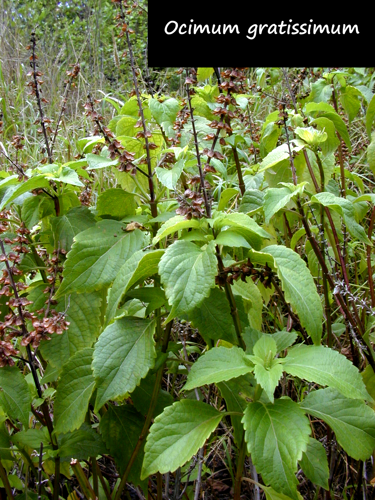 Flavors of Brazil INGREDIENTS Untangling Basil in Brazil (Manjericão