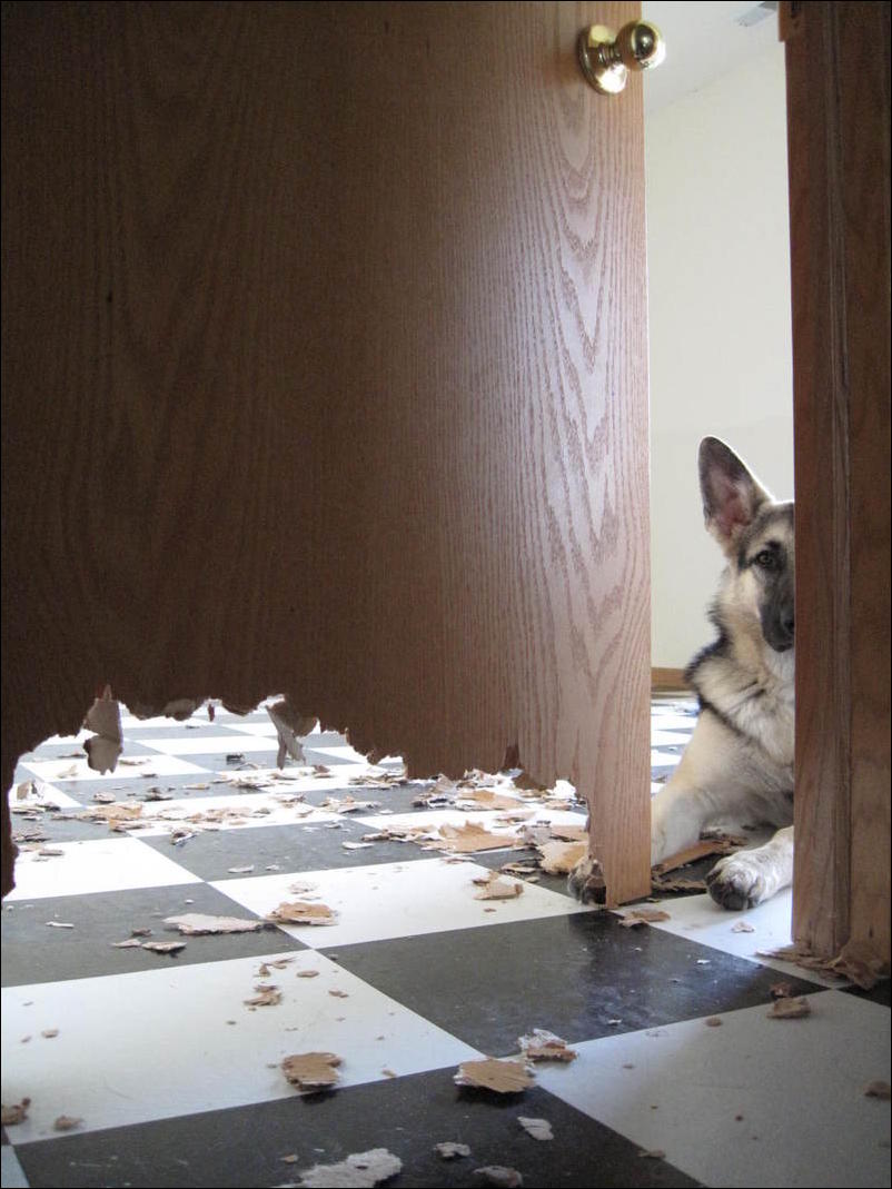 Зачем кричали двери закрывайте. Собака сожрала дверь. Собака сгрызла дверь. Кот в дверном проеме. Пес прогрыз дверь.