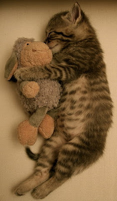 [Image: kitty+cuddle+maria+k.jpg]