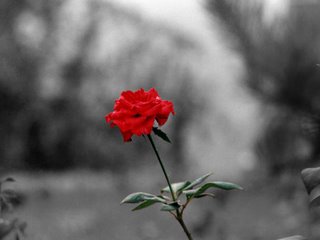 [red20rosebo3xz4.jpg]