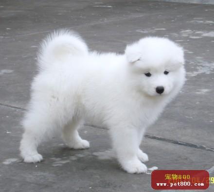 3D Free Wallpapers: Cute dog-2