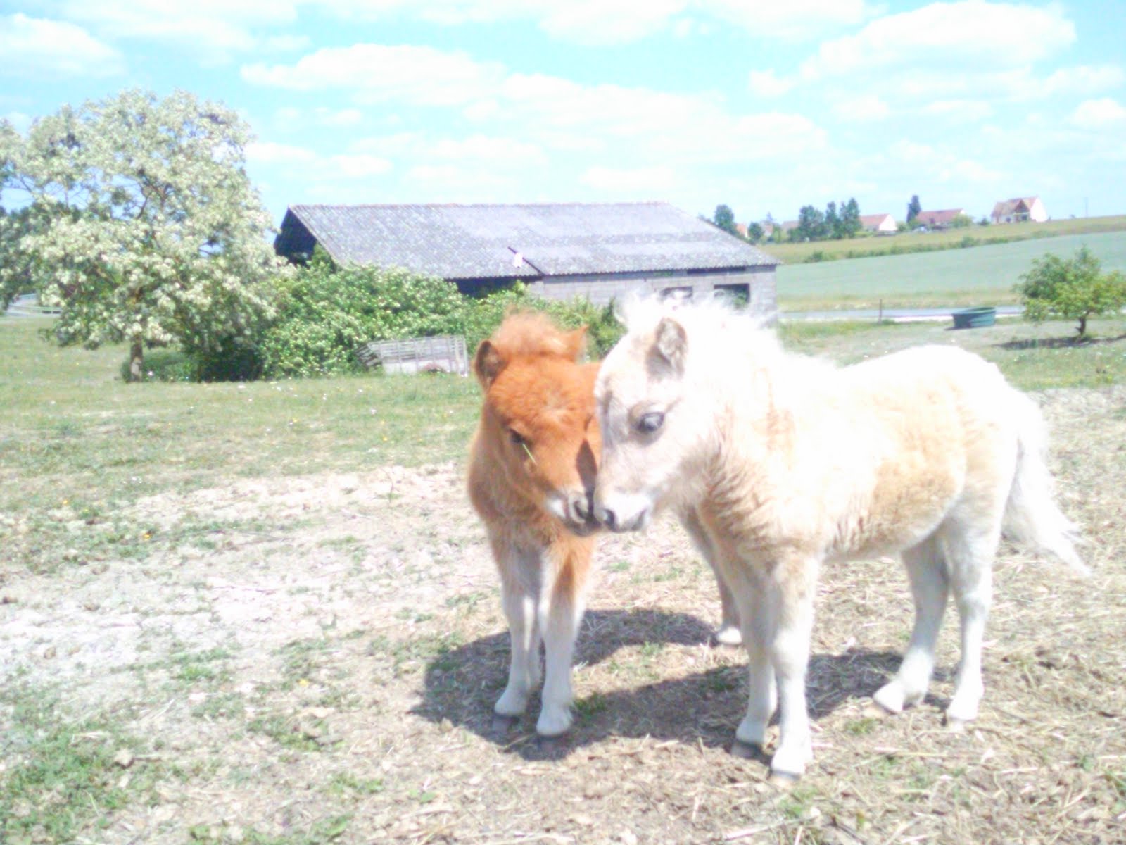 12 500+ Poney Miniature Photos, taleaux et images libre de droits - iStock