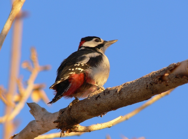 [great-spotted-woodpecker.JPG]