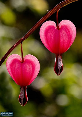 Bleeding Heart Flower? | One For All