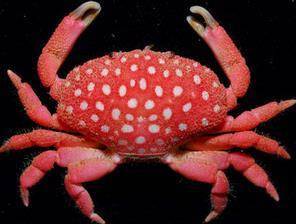  Kepiting  Strawberry Dunia Binatang 