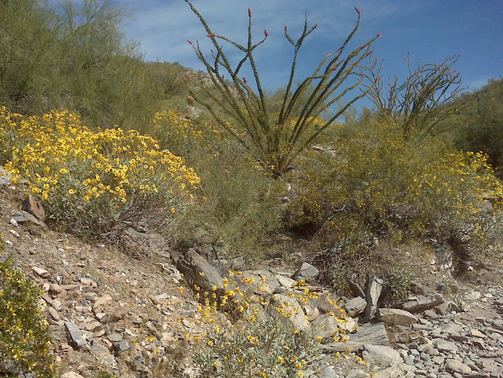 Spring in the Desert - April 2010