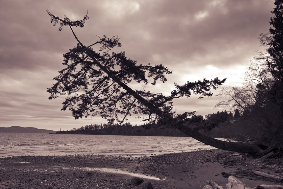 [Doug+beach+tree+lean.jpg]