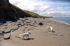 Zac and Daisy at the beach