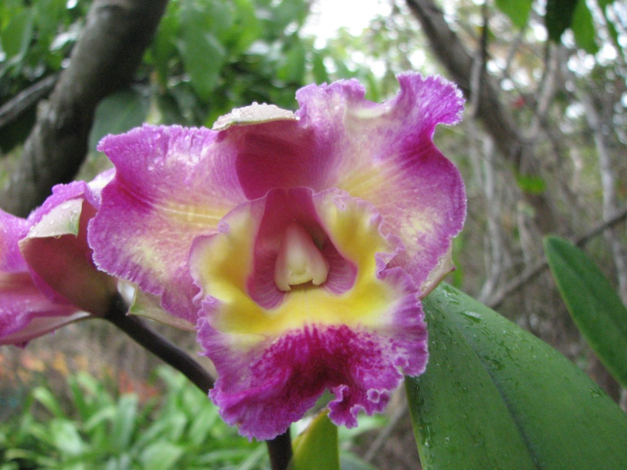 [the+most+beautiful+orchid.jpg]