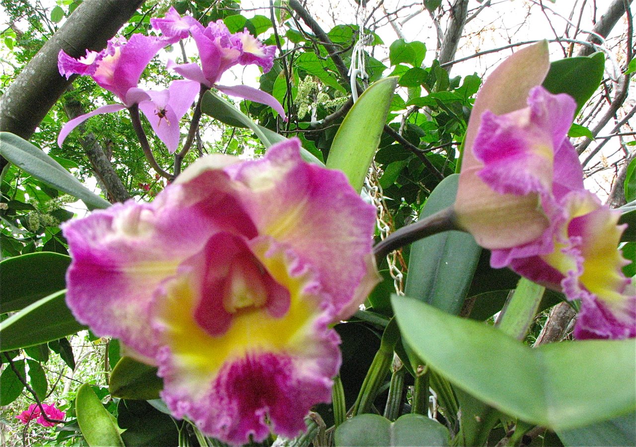 [Four+perfect+orchids.jpg]