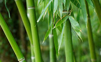 laine bambou