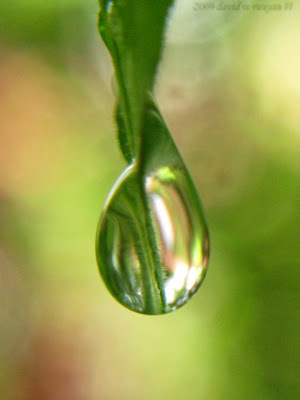 Near to Nature: Magnified Raindrops