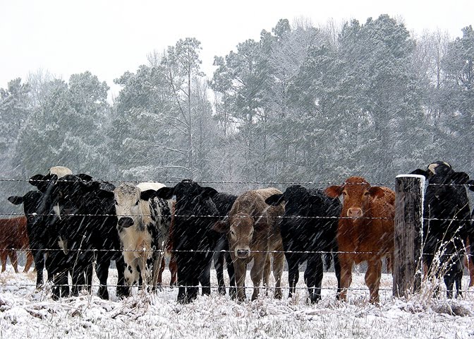 No, there are NO cows at GVS Park, this is from Barbara in E. TX!