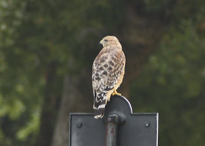 Grapevine Springs Park, Coppell, TX
