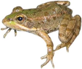 Rana alerta Rana alerta