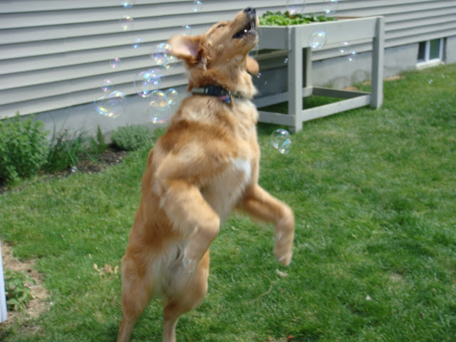 golden retriever dogs plays with bubbles #wordlesswednesday